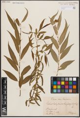 Salix babylonica L. x Salix fragilis L.